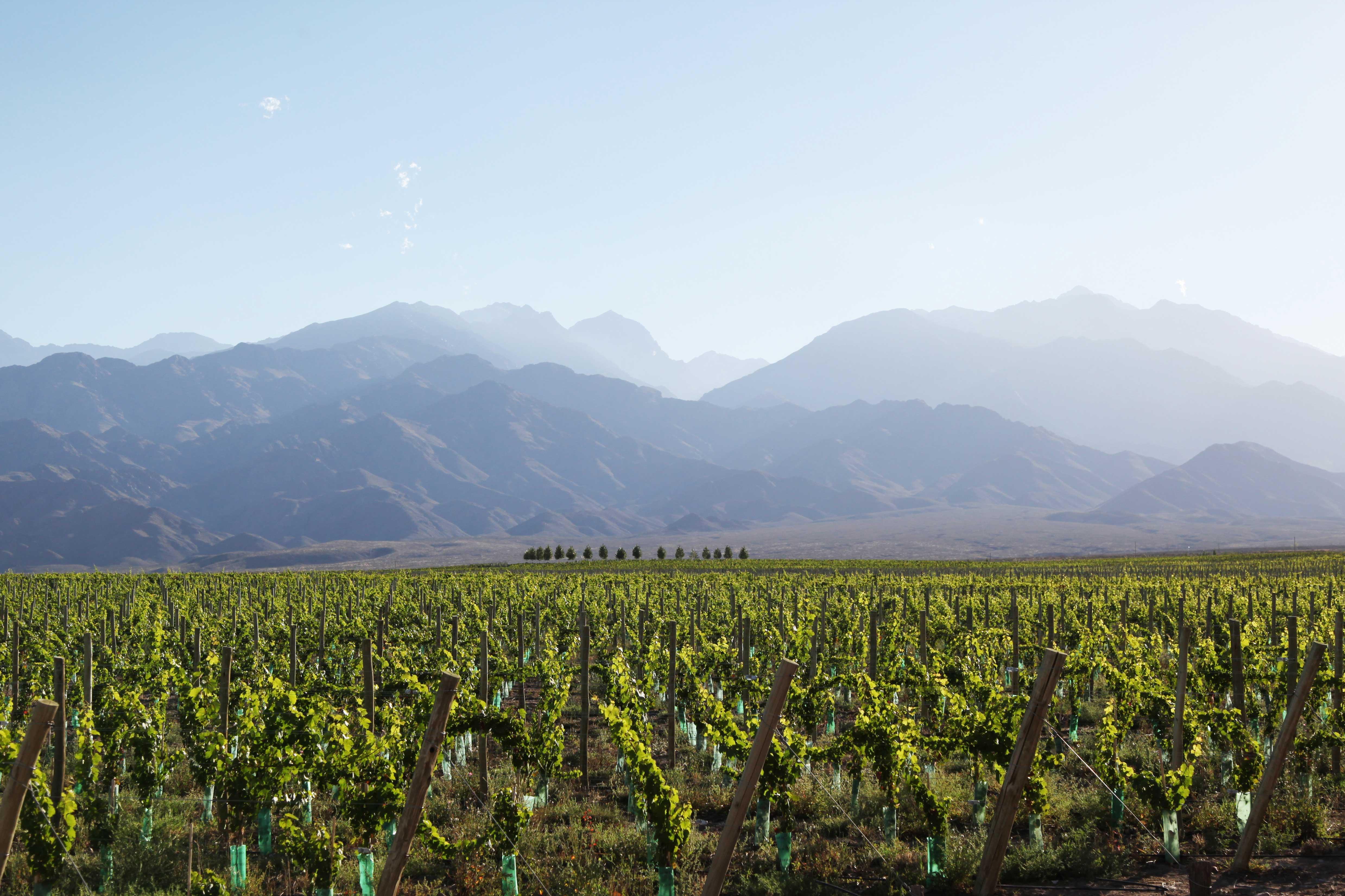 Casa De Uco Vineyards And Wine Resort Los Árboles 외부 사진